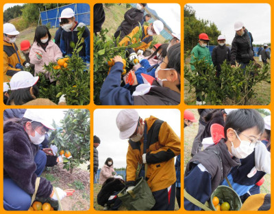 1203 磯山みかん園②