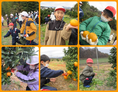 1203 磯山みかん園④