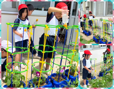 0701 あさがおの支柱立て(1年生)
