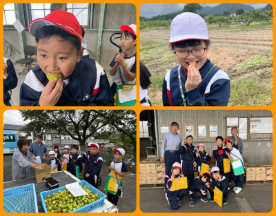 1009 いちじく農家②