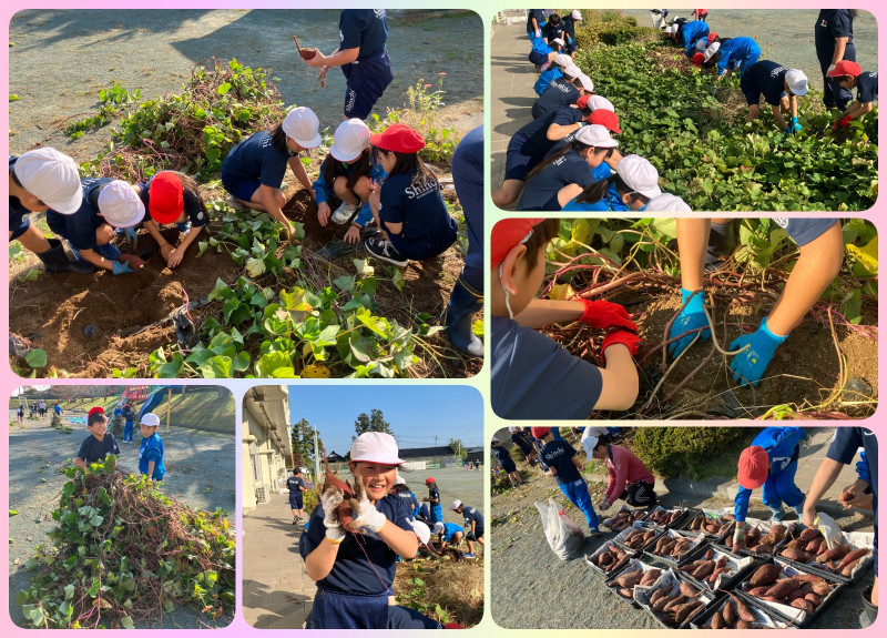 20251030_さつまいも掘り（3年生）